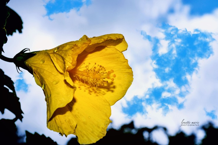 Yellow Hibiscus in the Sky
